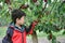Asian boy picking fresh cherries from trees