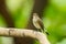 Asian Brown Flycatcher