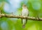 Asian Brown Flycatcher