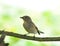 Asian Brown Flycatcher