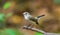 Asian brown Flycatcher (Muscicapa dauurica)