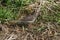 Asian Buff-bellied Pipit, Anthus rubescens ssp. japonicus