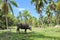 Asian buffalo in the coconut orchard