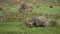 Asian buffalo grazing