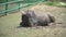 Asian buffalo lies near the swamp