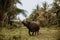 An asian buffalo in the vegetation of the bohol forest in the philippines