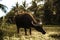 An asian buffalo in the vegetation of the bohol forest in the philippines