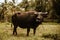 An asian buffalo in the vegetation of the bohol forest in the philippines