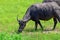 Asian buffalos Bubalus bubalis.