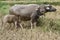 Asian buffalos in a rice field