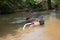 Asian Bull Elephant tusker in the river in Pinnawala Sri Lanka