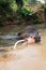 Asian Bull Elephant tusker in the river in Pinnawala Sri Lanka