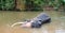 Asian Bull Elephant tusker in the river in Pinnawala Sri Lanka