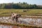 An Asian bull grazes on a field of water with large curved horns.