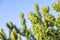 Asian Cactus Plant .Cactus at rocks at blue sky in tungareshwar mountain Maharashtra india.