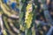 Asian Cactus Plant .Cactus at rocks at blue sky in tungareshwar mountain Maharashtra india.