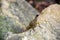 Asian chameleon type on the rock, animal