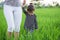 Asian child enjoying in paddy rice