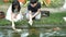Asian child feeding fishes in a garden pond. Children feed carp Koi fishes from a baby bottles with a special liquid fish food.