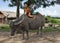 Asian children ride on water buffalo