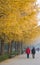 Asian China, Beijing, Linglong Park, ginkgo tree