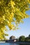 Asian Chinese, Beijing, historic buildings, the Imperial Palace watchtower, moat, ginkgo leaves