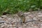 Asian Chipmunk Tamias sibiricus sits and eats on a forest trail, on a summer day.