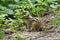 Asian Chipmunk Tamias sibiricus sits on a forest trail, on a summer day.