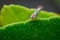 Asian citrus psyllid on the edge of lemon plant leaf. Its scientific name is Diaphorina citri which one of the vectors of citrus