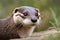 Asian close small otter focus cinerea) Cute portrait Oriental out (Aonyx clawed background closeup mammal soft wildlife fur exotic