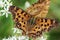 Asian comma butterfly