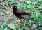 Asian Common Mynah