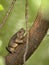 Asian common toad, Black-spined toad, Duttaphrynus melanostictus sitting on tree. Vertical.