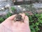 The Asian common toad, Bufo melanostictus