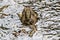 Asian Common Toad Duttaphrynus melanostictus