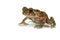 Asian common toad on white background