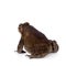 Asian common toad on white background