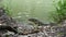 Asian common water monitor large varanid lizard native to Asia. Varanus salvator on the green grass near riverbank, lake