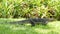 Asian common water monitor large varanid lizard native to Asia. Varanus salvator on the green grass near riverbank, lake