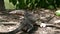 Asian common water monitor large varanid lizard native to Asia. Varanus salvator on the green grass near riverbank, lake or pond.