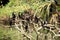 Asian cormorants perched on dry tree branches, India