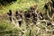 Asian cormorants perched on dry tree branches, India