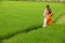 Asian couple in a paddy field