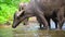 Asian cow and buffalo crossing small forest river and drink water