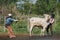 Asian cowboy men caught cattle in livestock