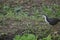 Asian Cute White-breasted waterhen 2022