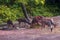 Asian Deers in Animal Park, India