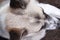 Asian dog fur head topview background