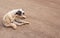 Asian dog sitting and scratching his ear on sand floor background