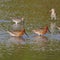 Asian Dowitcher